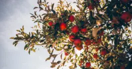 apfelbaum im herbst schneiden