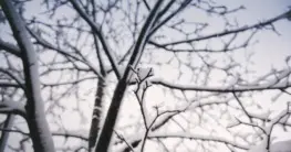 Bäume schneiden bei Frost