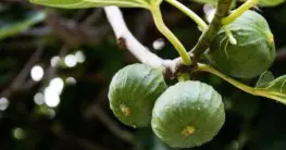 Feigenbaum schneiden im Herbst